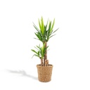 Riesen-Palmlilie (Yucca elephantipes) – pflegeleichte Zimmerpflanze, im Dekokorb, Topf-Ø 21 cm, Höhe ca. 100 cm
