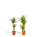 Dracaena Höhe ca. 70 cm - Topf-Ø 17 cm + Yucca Höhe ca. 90 cm - Topf-Ø 17 cm
