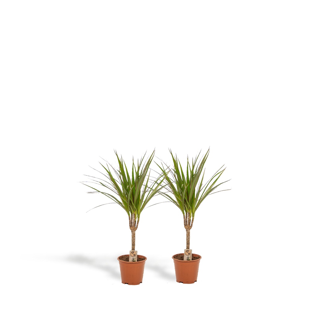 Schmalblättriger Drachenbaum 2er-Set (Dracaena marginata) – pflegeleichte Zimmerpflanze, Topf-Ø 14 cm, Höhe ca. 60 cm