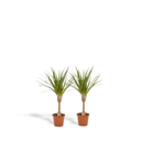 Schmalblättriger Drachenbaum 2er-Set (Dracaena marginata) – pflegeleichte Zimmerpflanze, Topf-Ø 14 cm, Höhe ca. 60 cm