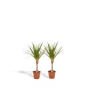 Schmalblättriger Drachenbaum 2er-Set (Dracaena marginata) – pflegeleichte Zimmerpflanze, Topf-Ø 14 cm, Höhe ca. 60 cm