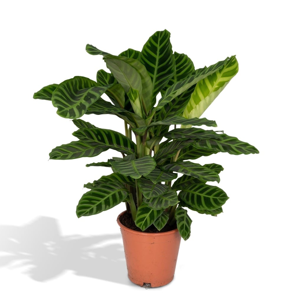Calathea Zebrina - Pfauenpflanze - Ø19cm - ↕75cm