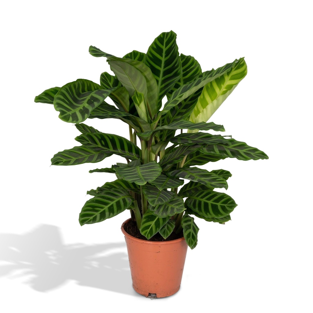 Zebra-Korbmarante 'Zebrina' (Calathea zebrina) – pflegeleichte Zimmerpflanze, Topf-Ø 19 cm, Höhe ca. 75 cm