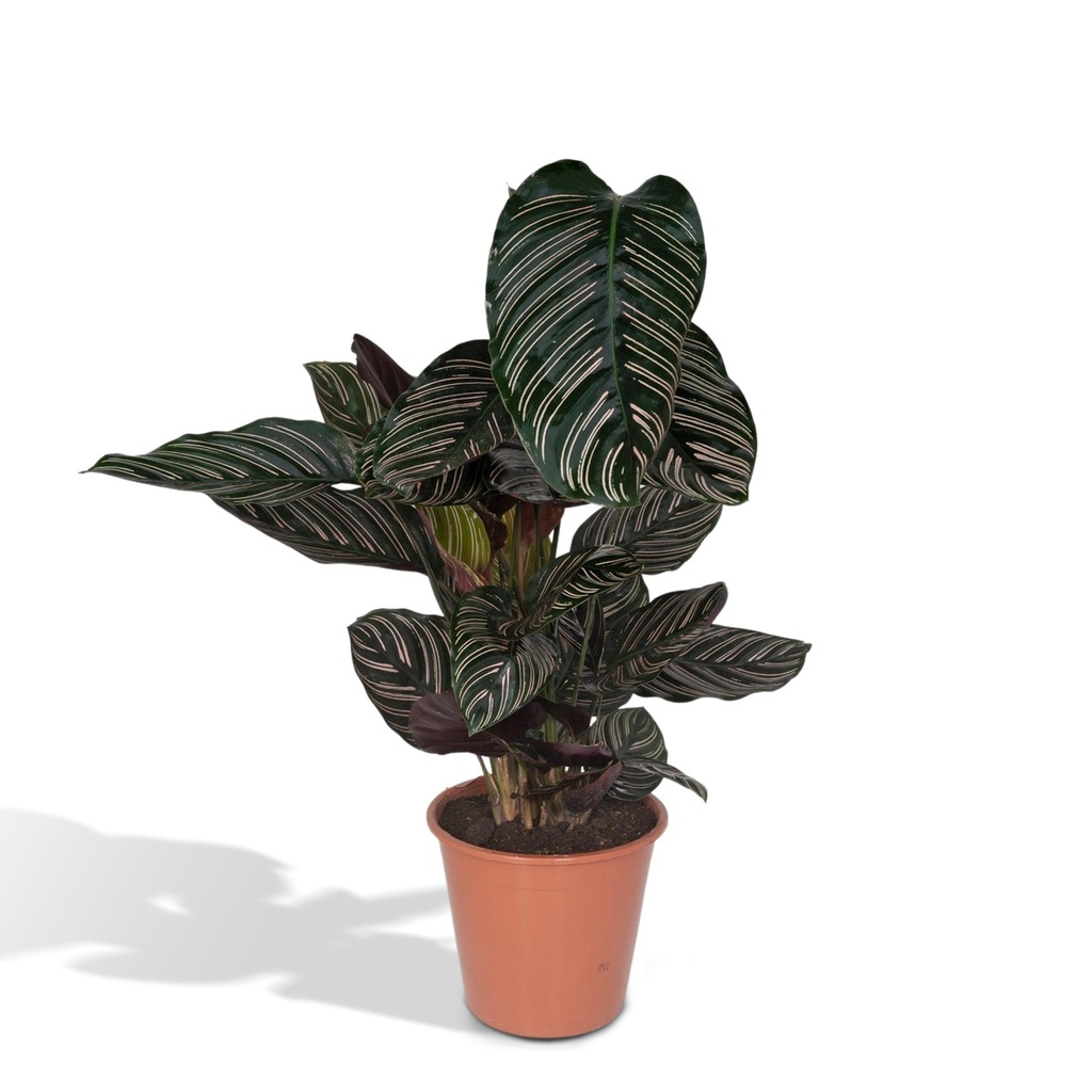 Korbmarante 'Ornata' (Calathea ornata) – pflegeleichte Zimmerpflanze, Topf-Ø 19 cm, Höhe ca. 75 cm