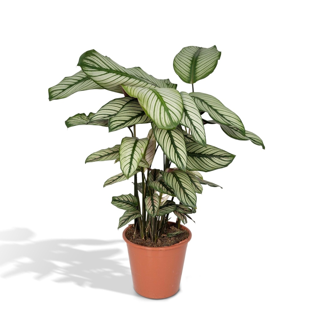Korbmarante 'Whitestar' (Calathea) – pflegeleichte Zimmerpflanze, Topf-Ø 19 cm, Höhe ca. 50 cm