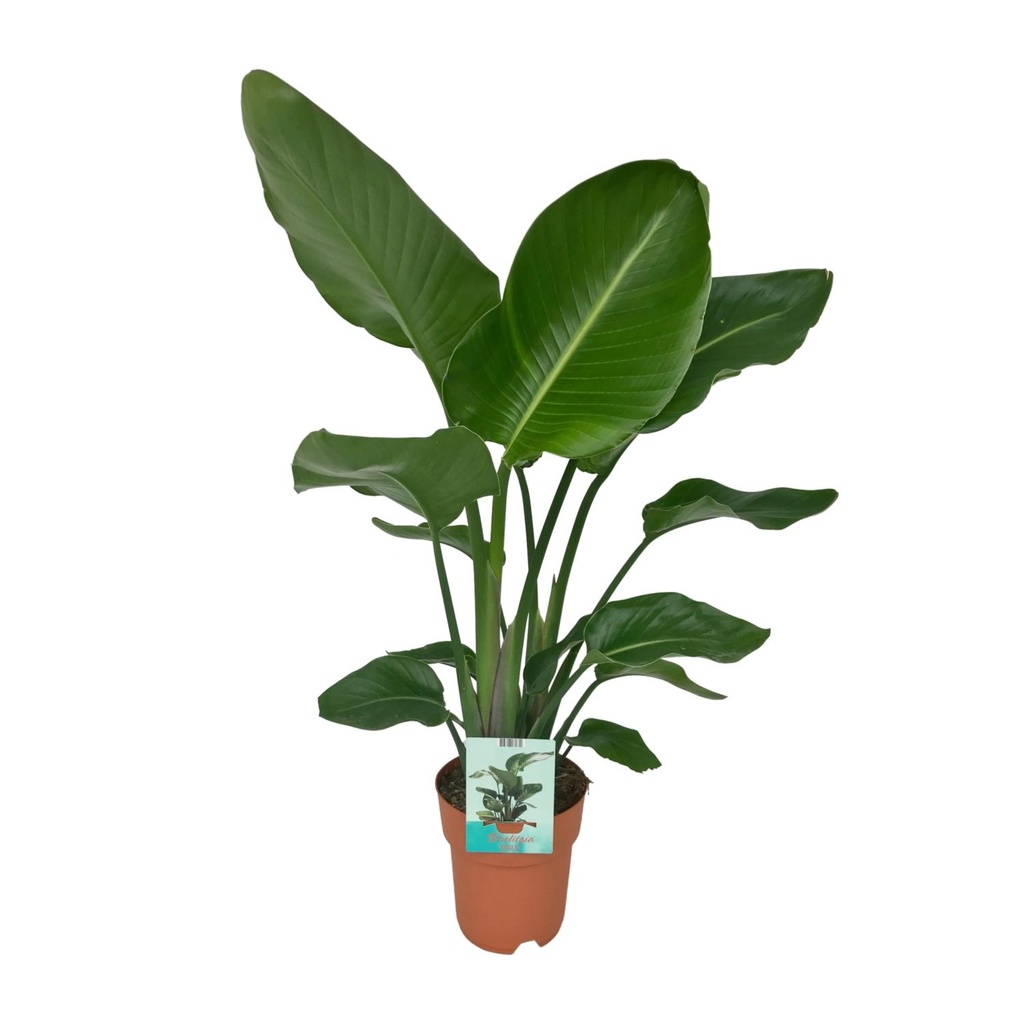 Baum-Strelitzie 'Nicolai' (Strelitzia nicolai) – pflegeleichte Zimmerpflanze, Topf-Ø 19 cm, Höhe ca. 90 cm