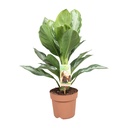 Kolbenfaden 'Silver Bay' (Aglaonema commutatum) – pflegeleichte Zimmerpflanze, Topf-Ø 17 cm, Höhe ca. 55 cm