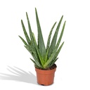 Echte Aloe (Aloe vera) – pflegeleichte Zimmerpflanze, Topf-Ø 12 cm, Höhe ca. 40 cm