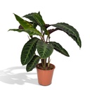 Samtige Korbmarante 'Jungle Velvet' (Calathea warscewiczii) – pflegeleichte Zimmerpflanze, Topf-Ø 19 cm, Höhe ca. 70 cm