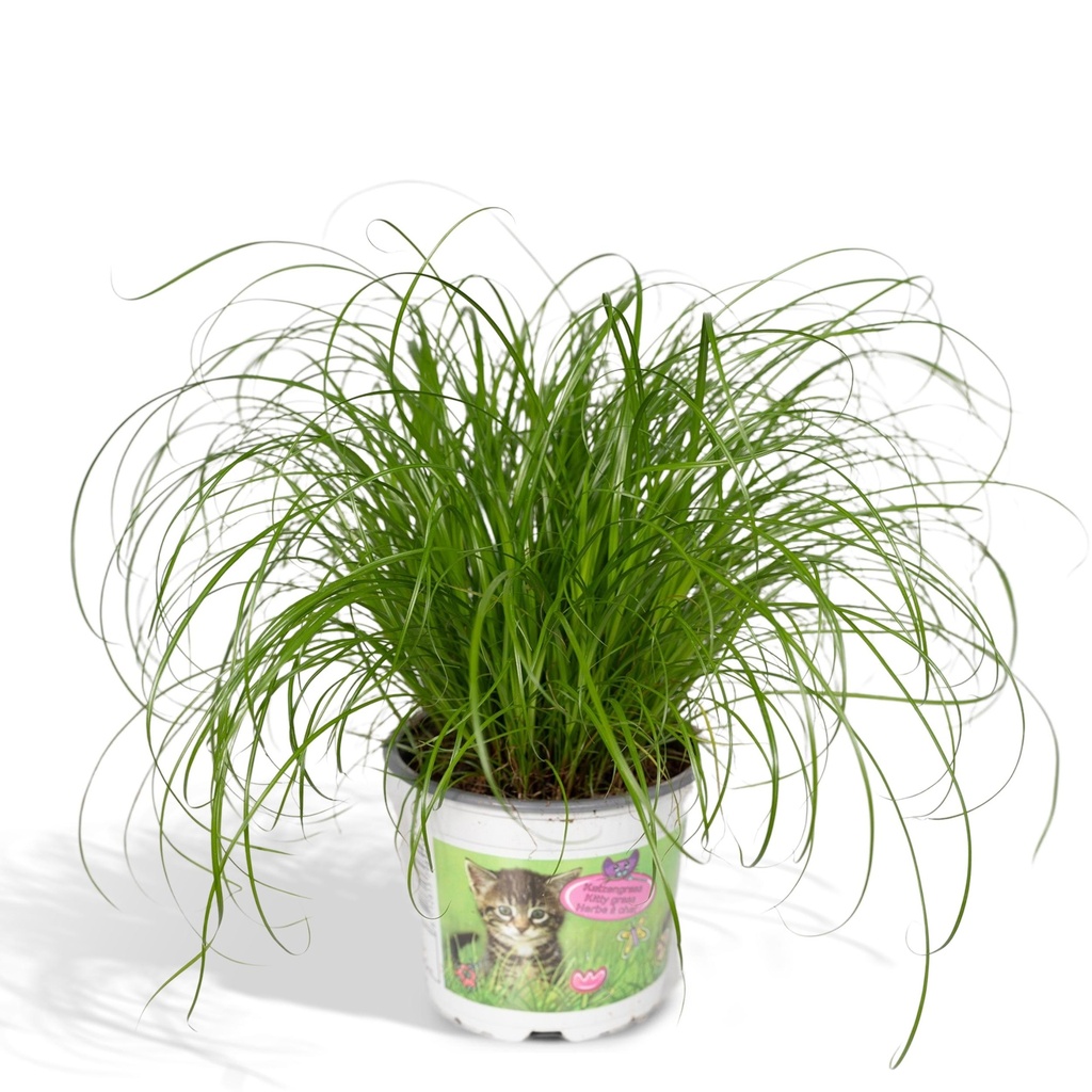 Zypergras (Cyperus alternifolius) – pflegeleichte Zimmerpflanze, Topf-Ø 12 cm, Höhe ca. 20 cm
