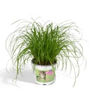 Zypergras (Cyperus alternifolius) – pflegeleichte Zimmerpflanze, Topf-Ø 12 cm, Höhe ca. 20 cm