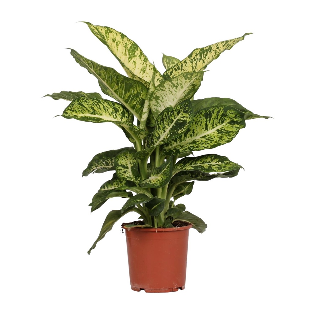Dieffenbachie 'Mars' (Dieffenbachia seguine) – pflegeleichte Zimmerpflanze, Topf-Ø 17 cm, Höhe ca. 50 cm