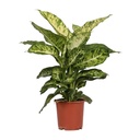 Dieffenbachie 'Mars' (Dieffenbachia seguine) – pflegeleichte Zimmerpflanze, Topf-Ø 17 cm, Höhe ca. 50 cm