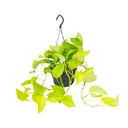 Efeutute (Epipremnum aureum) – pflegeleichte Zimmerpflanze, Topf-Ø 15 cm, Höhe ca. 25 cm