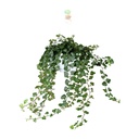 Zimmer-Efeu (Hedera helix) – pflegeleichte Zimmerpflanze, Topf-Ø 24 cm, Höhe ca. 70 cm