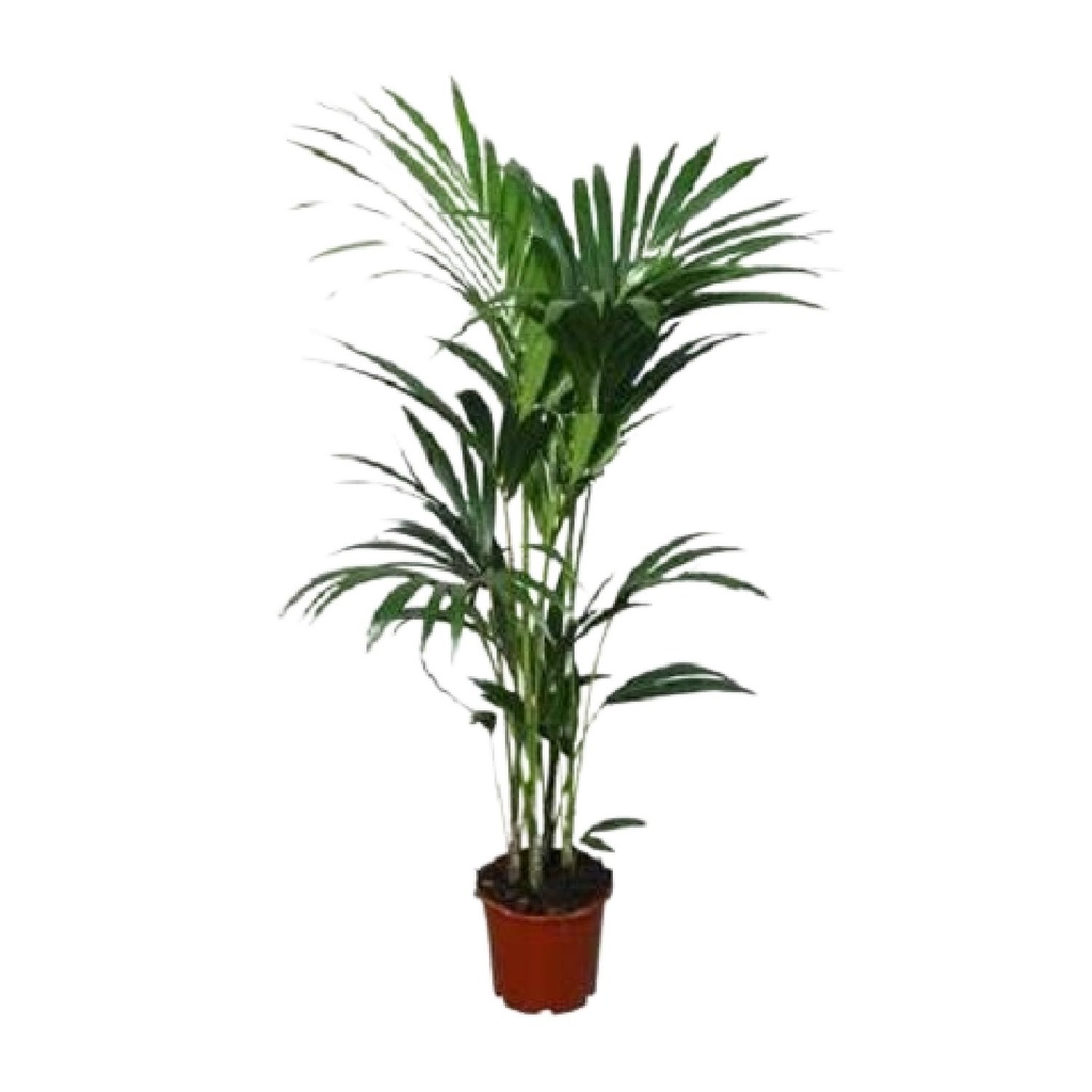 Kentiapalme (Howea forsteriana) – pflegeleichte Zimmerpflanze, Topf-Ø 21 cm, Höhe ca. 120 cm
