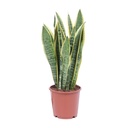 Bogenhanf (Sansevieria trifasciata) – pflegeleichte Zimmerpflanze, Topf-Ø 14 cm, Höhe ca. 40 cm