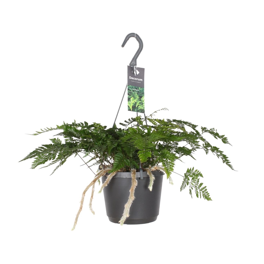 Hasenpfotenfarn (Davallia tyermannii) – pflegeleichte Zimmerpflanze, Topf-Ø 17 cm, Höhe ca. 20 cm