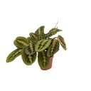 Pfeilwurz (Maranta fascinator) – pflegeleichte Zimmerpflanze, im Dekokorb, Topf-Ø 12 cm, Höhe ca. 20 cm