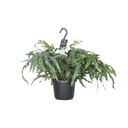 Goldtüpfelfarn (Phlebodium aureum) – pflegeleichte Zimmerpflanze, Topf-Ø 17 cm, Höhe ca. 50 cm