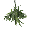 Geweihfarn (Platycerium bifurcatum) – pflegeleichte Zimmerpflanze, Topf-Ø 21 cm, Höhe ca. 50 cm
