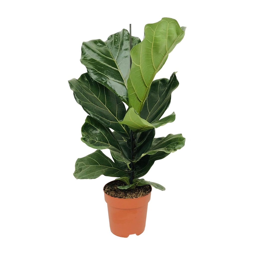 Geigenfeige (Ficus lyrata) – pflegeleichte Zimmerpflanze, Topf-Ø 17 cm, Höhe ca. 75 cm