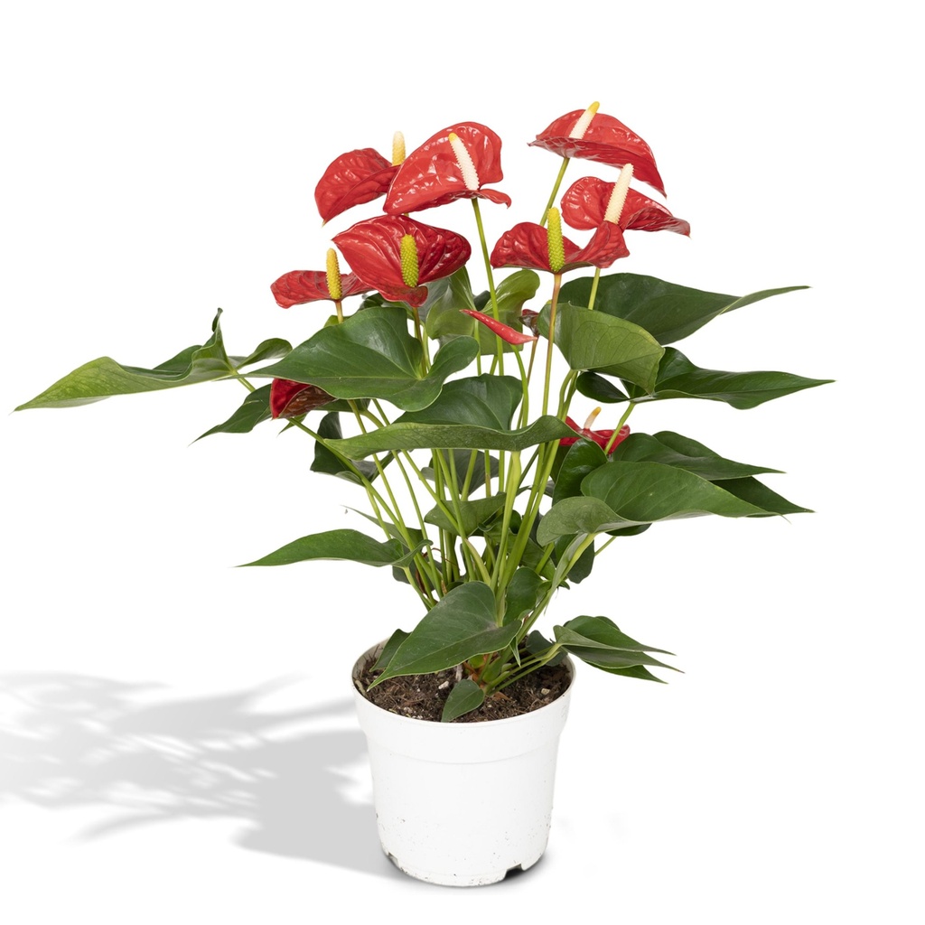 Flamingoblume (Anthurium andraeanum) – pflegeleichte Zimmerpflanze, Topf-Ø 17 cm, Höhe ca. 55 cm