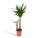Riesen-Palmlilie (Yucca elephantipes) – pflegeleichte Zimmerpflanze, Topf-Ø 21 cm, Höhe ca. 100 cm