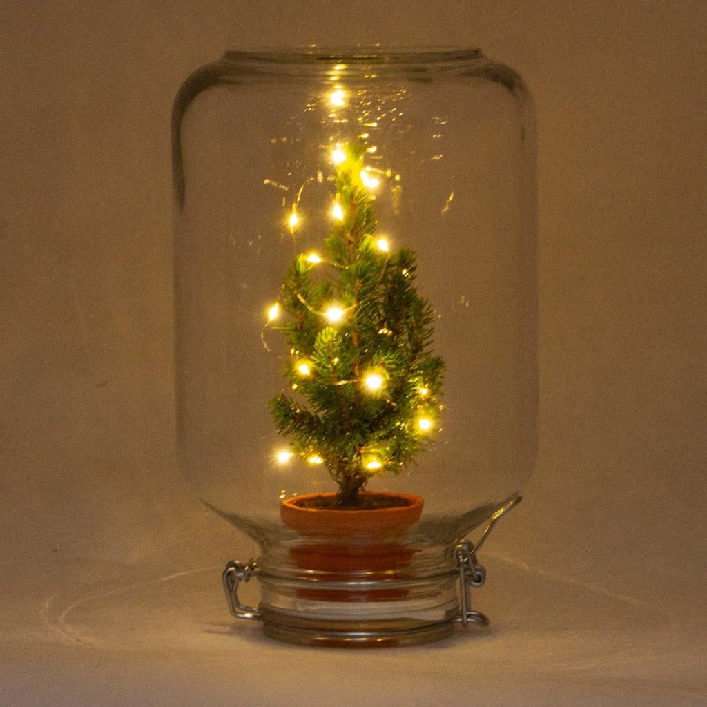 Birkenfeige 'Christmas' (Ficus) – pflegeleichte Zimmerpflanze