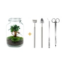 Flaschengarten - Ficus Ginseng bonsai - ↕ 28 cm - Rake + Shovel + Tweezer + Scissors