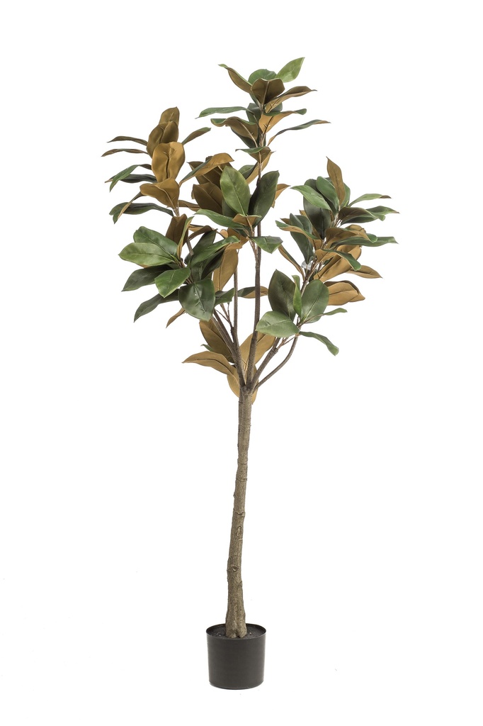 Kunstpflanze - Magnolia Grandiflora - 150 cm