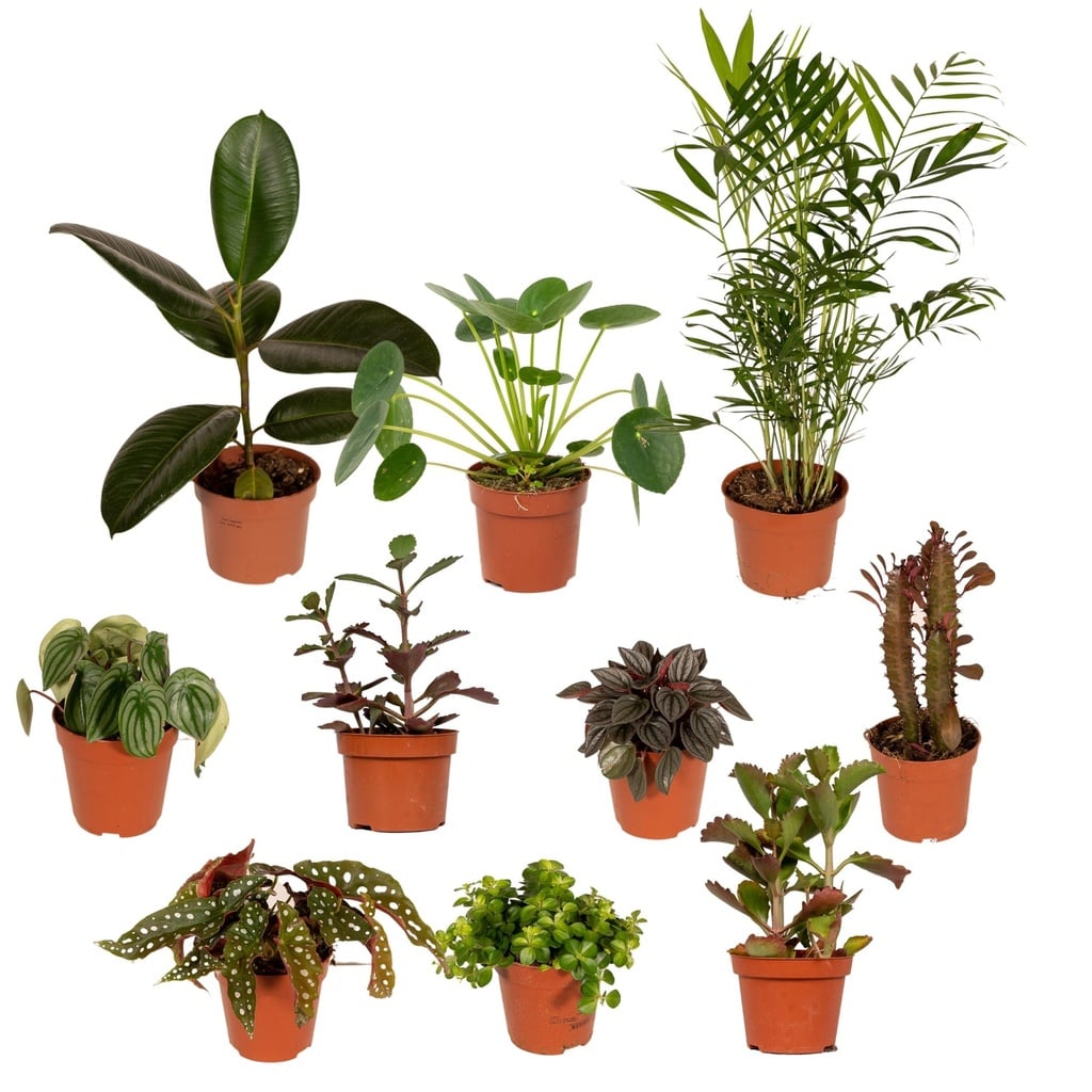 Außenseiterbox - Topf-Ø 12 cm - 10x