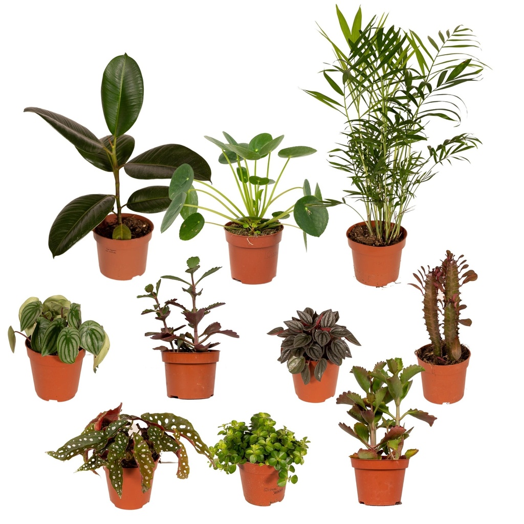 Außenseiterbox - Topf-Ø 12 cm - 10x