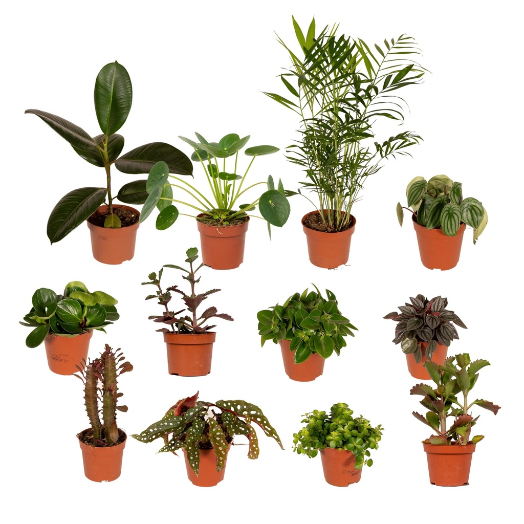 Außenseiterbox  - Ø12cm - 12x