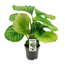 Rundblättrige Korbmarante (Calathea orbifolia) – pflegeleichte Zimmerpflanze, im Dekokorb, Topf-Ø 50 cm, Höhe ca. 50 cm