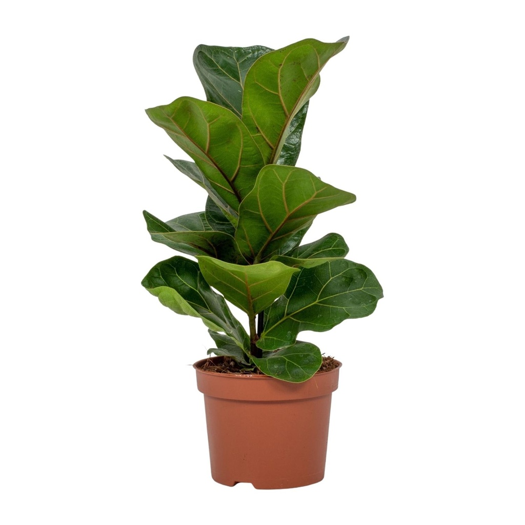 Geigenfeige (Ficus lyrata) – pflegeleichte Zimmerpflanze, Topf-Ø 12 cm, Höhe ca. 30 cm