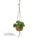 Kokedama Pilea Peperomioides - Ø15cm - ↕20cm