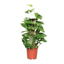 Epipremnum Aureum  - Ø15cm - ↕60cm