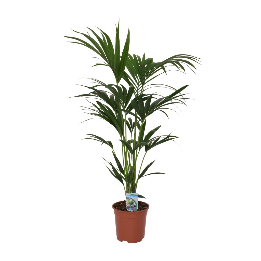 Kentiapalme (Howea forsteriana) – pflegeleichte Zimmerpflanze, Topf-Ø 21 cm, Höhe ca. 120 cm