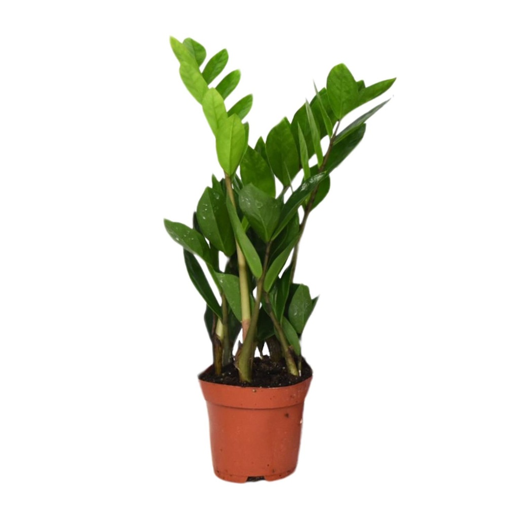 Zamioculcas Zamiifolia  - Ø12cm - ↕40cm