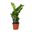 Glücksfeder (Zamioculcas zamiifolia) – pflegeleichte Zimmerpflanze, Topf-Ø 12 cm, Höhe ca. 40 cm