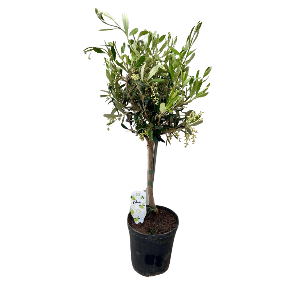 Olivenbaum (Olea europaea) – winterharter Kleinbaum, Topf-Ø 15 cm, Höhe ca. 60 cm
