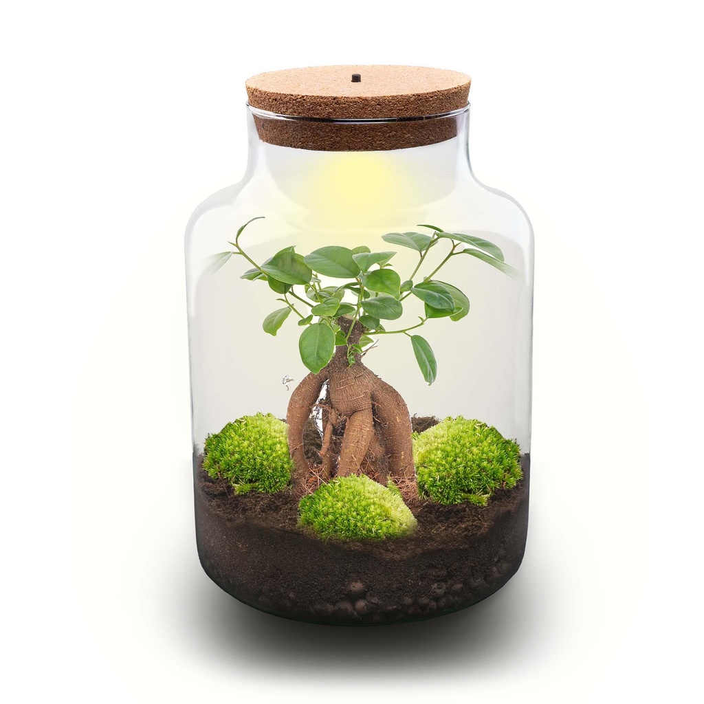 Flaschengarten - Milky mit bonsai - ↕ 30 cm - No tools