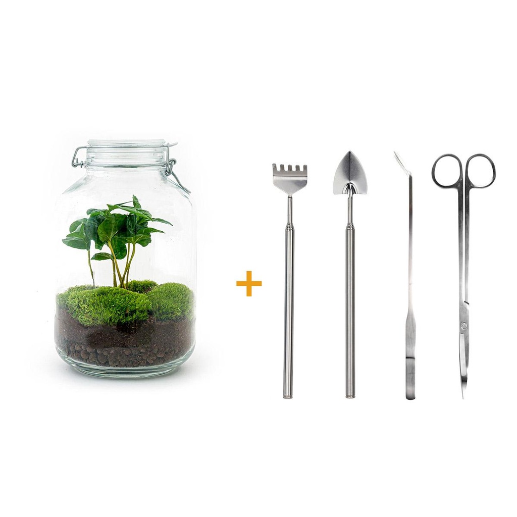 Flaschengarten - Coffea Arabica  - ↕ 28 cm - Rake + Shovel + Tweezer + Scissors