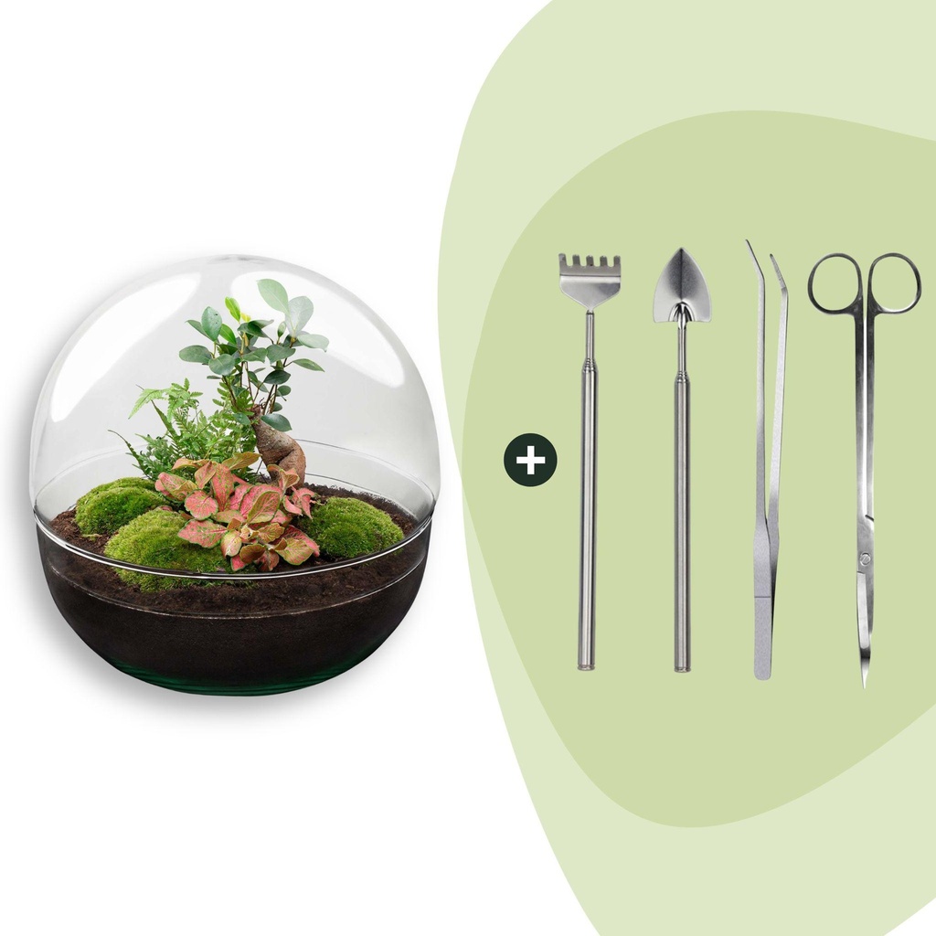 Flaschengarten - Dome XL - Ficus Ginseng Bonsai - ↕ 30 cm - Rake + Shovel + Tweezer + Scissors