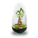 Flaschengarten - Egg Bonsai - Höhe ca. 25 cm