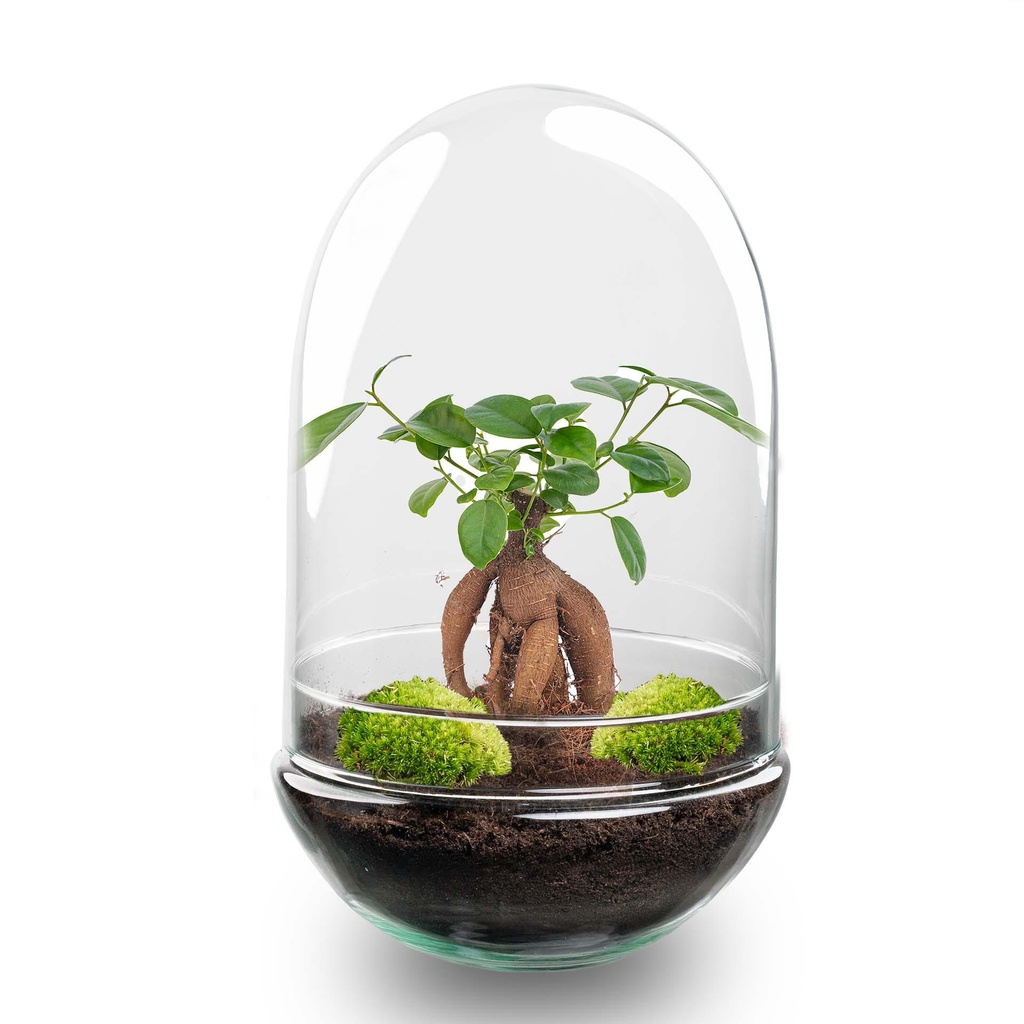 Flaschengarten - Egg XL Bonsai - Höhe ca. 30 cm