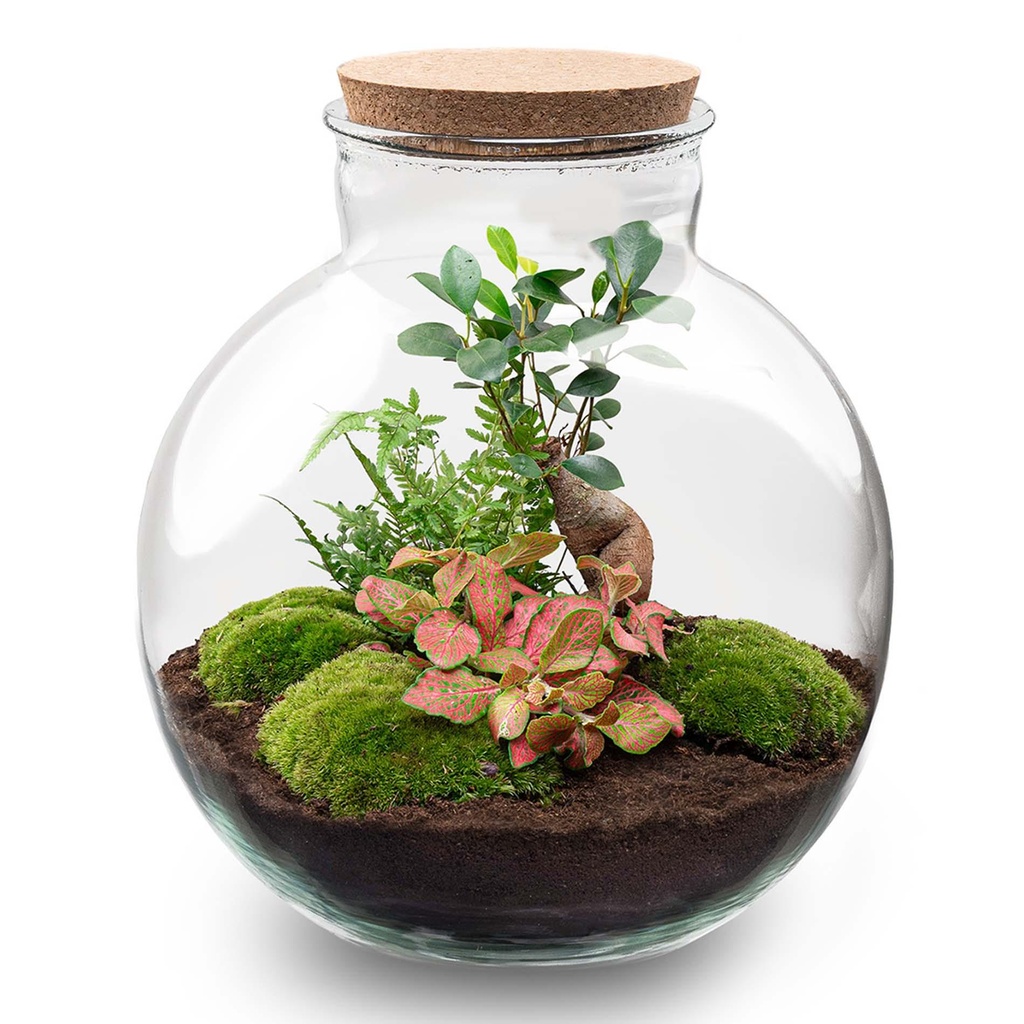 Flaschengarten - Bolder Bob Bonsai - ↕ 30 cm - ohne Werkzeug