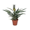 Ananas-Bromelie (Bromelia ananas) – pflegeleichte Zimmerpflanze, Topf-Ø 12 cm, Höhe ca. 30 cm