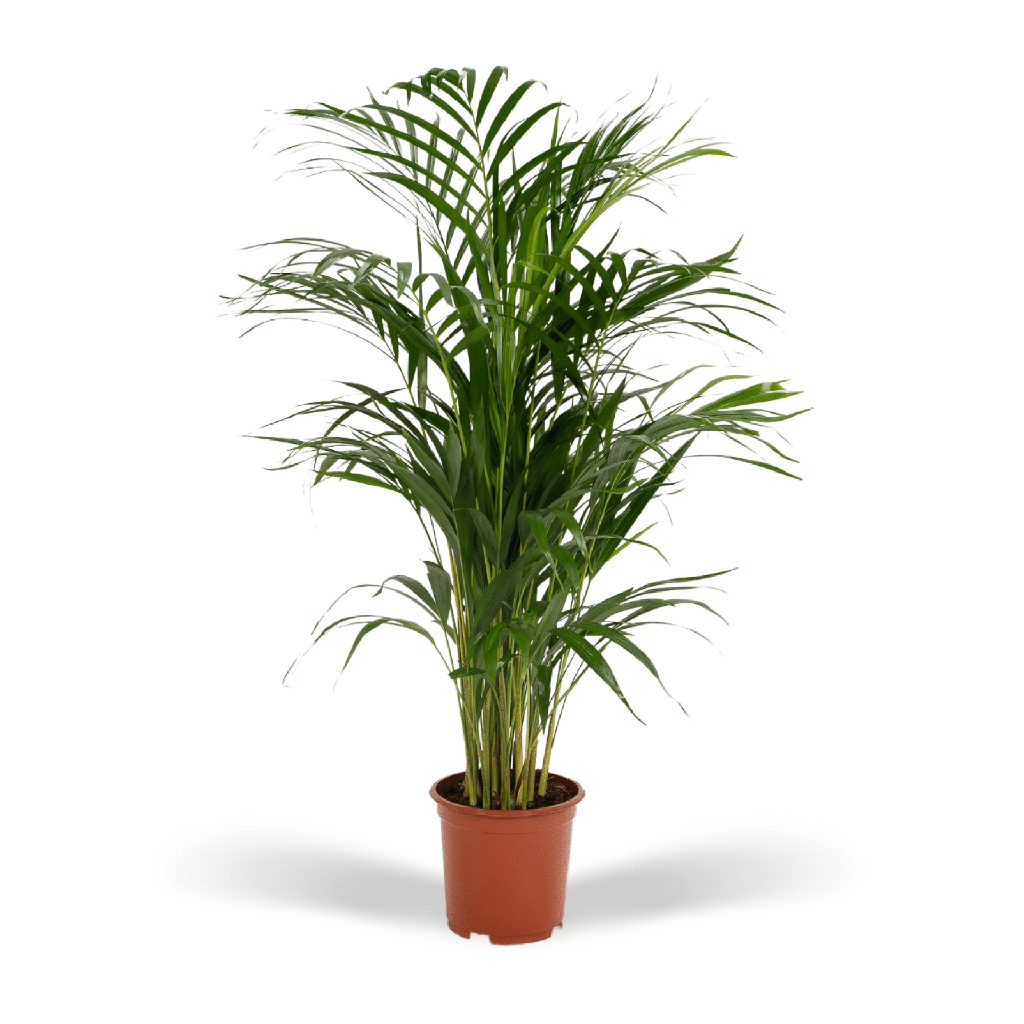 Areca-Palme - Ø17cm - ↕70cm